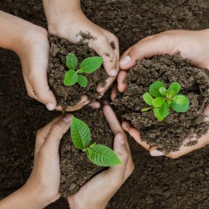 Growing concept eco Group hand  children planting together on soil background
